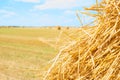 Autumn nature landscape and background. Haystacks on agricultural field in sunny autumn day. Yellow hay straw texture Royalty Free Stock Photo