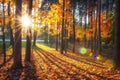Autumn nature landscape with bright sunbeams. Colored trees in sunlight in forest. Autumn forest. Fall nature Royalty Free Stock Photo