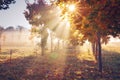 Autumn nature landscape in clear morning with vivid sunshine. Colorful trees in vibrant sunlight Royalty Free Stock Photo