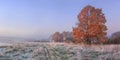 Autumn nature landscape with clear sky and colored tree. Cold meadow with hoarfrost on grass in november morning Royalty Free Stock Photo