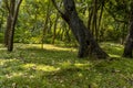 Autumn nature landscape of colorful forest in morning sunlight Royalty Free Stock Photo