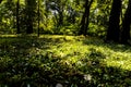 Autumn nature landscape of colorful forest in morning sunlight Royalty Free Stock Photo