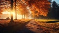 Autumn nature landscape of colorful forest in morning sunlight Royalty Free Stock Photo