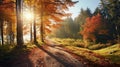 Autumn nature landscape of colorful forest in morning sunlight Royalty Free Stock Photo