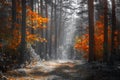 Autumn nature landscape. Colorful forest in sunlight. Scenery fall. Scenic ivid trees in woodland. Fall season Royalty Free Stock Photo