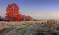 Autumn nature landscape. Colorful red foliage on branches of tree at meadow with hoarfrost on grass in the morning