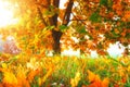 Autumn nature landscape. Colorful tree. Yellow leaves. Golden colored tree. Fall