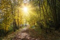 Autumn nature landscape with path in yellow forest. Sunlight in autumn park. Forest road under colorful trees. Scenery of nature