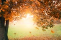 Autumn nature landscape photography. Old maple tree with yellow falling leaves on green grass. Beautiful sunset, sun Royalty Free Stock Photo