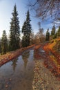 Autumn nature landscape in rodnei mountains with trees, sky and clouds in the morning Royalty Free Stock Photo