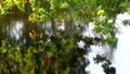 Oak over water