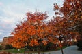 Autumn nature, Muzeon park in Moscow city center. Royalty Free Stock Photo