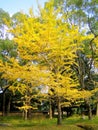 Autumn nature, Ninnaji temple gardens in Kyoto