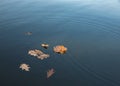 Autumn nature, oak leaf on the dark blue water of pond or lake Royalty Free Stock Photo