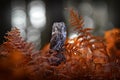 Autumn nature, owl in orange fern growth. Fall forest wildlife. Owl, detail portrait of bird in the nature habitat, Germany. Bird Royalty Free Stock Photo