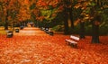 Autumn nature in park, fall leaves and trees outdoors