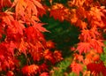 Autumn nature red leaves backdrop