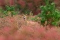 Autumn in nature. Roe deer, Capreolus capreolus, chewing green leaves, beautiful blooming meadow with many white and yellow flower Royalty Free Stock Photo