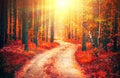 Autumn nature scene. Fantasy fall landscape. Beautiful autumnal park with pathway Royalty Free Stock Photo