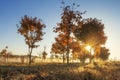 Autumn nature at sunrise on sunny clear morning. Yellow trees on colorful meadow in october