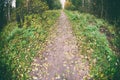 Autumn nature. Trail in fall forest Royalty Free Stock Photo