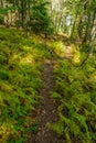 Autumn Nature Trail Royalty Free Stock Photo