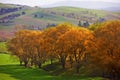 Autumn, nature or tree and landscape in countryside with field, hill or mountain environment in New Zealand. Agriculture Royalty Free Stock Photo