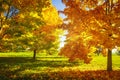 Autumn nature. Vibrant colors of autumnal park on sunny clear day. Yellow and red trees. Bright afternoon in colorful park. Fall Royalty Free Stock Photo