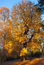 Autumn Nature View, Tree with Yelow Gold Leaves in a park on a sunny day Royalty Free Stock Photo