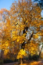 Autumn Nature View, Tree with Yelow Gold Leaves in a park on a sunny day Royalty Free Stock Photo