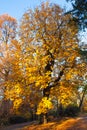 Autumn Nature View, Tree with Yelow Gold Leaves in a park on a sunny day Royalty Free Stock Photo