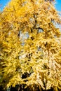 Autumn Nature View, Tree with Yelow Gold Leaves in a park on a sunny day Royalty Free Stock Photo