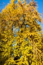 Autumn Nature View, Tree with Yelow Gold Leaves in a park on a sunny day Royalty Free Stock Photo