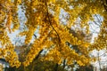 Autumn Nature View, Tree with Yelow Gold Leaves in a park on a sunny day Royalty Free Stock Photo