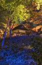 Autumn night illumination of the Tsutsuji Tea House in the Rikugien Garden of Tokyo Royalty Free Stock Photo