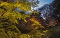 Autumn night lightup of the maple forest of the Rikugien Garden of Tokyo