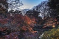 Autumn night lightup of the maple forest of the Rikugien Garden of Tokyo