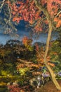 Autumn night lightup of a mapple tree with curve trunk in the Rikugien Garden of Tokyo