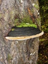 The bordered Tinder parasite mushroom Fomitopsis pinicola is a fungus of the Fomitopsis family, belongs to the genus Fomitopsis.