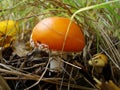 Autumn northern forest. mushroom orange red fly agaric.Fly agaric and moss. Fly agaric mushroom Royalty Free Stock Photo