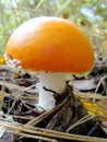 Autumn northern forest. mushroom orange red fly agaric.Fly agaric and moss. Fly agaric mushroom Royalty Free Stock Photo