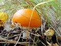 Autumn northern forest. mushroom orange red fly agaric.Fly agaric and moss. Fly agaric mushroom Royalty Free Stock Photo