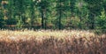 Autumn Northern swamp with yellow sedge and cotton grass