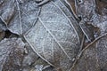 Autumn nut tree leaves