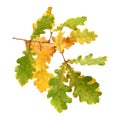 Autumn oak branch Royalty Free Stock Photo