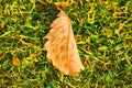 Autumn oak brown leaf with dew drops lies on the green grass. Royalty Free Stock Photo