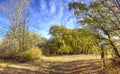 Autumn Oak Forest