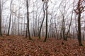 Autumn oak forest in the fog, bare branches, brown oak leaves fallen on the ground Royalty Free Stock Photo