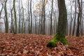 Autumn oak forest in the fog in the foreground overgrown oak trunk with green moss, brown oak leaves fallen on the ground Royalty Free Stock Photo