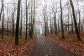 Autumn oak forest in the fog, forest path, bare branches, brown oak leaves fallen on the ground Royalty Free Stock Photo